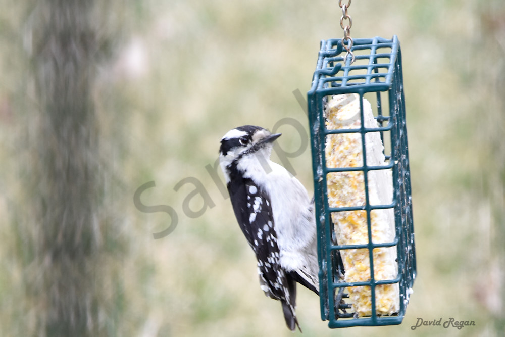 Earlham Farms 33 Photography Art | Photos By Regan