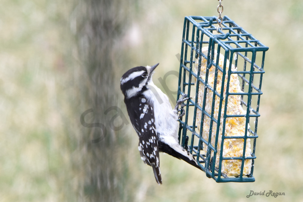 Earlham Farms 32 Photography Art | Photos By Regan