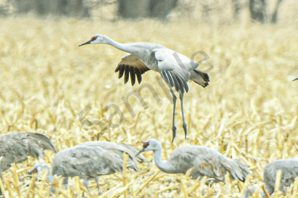 Nebraska Trip 16 2 Photography Art | Photos By Regan