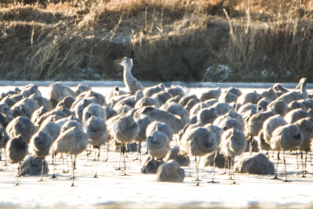 Sand Hill Cranes 13 Photography Art | Photos By Regan