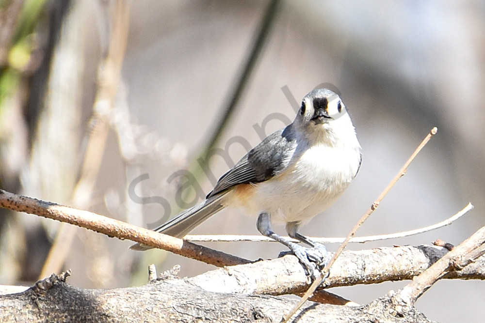 Walnut Woods 3 Photography Art | Photos By Regan