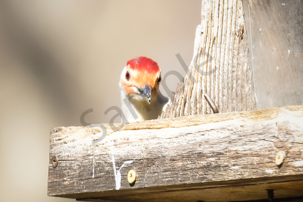 Walnut Woods 6 Photography Art | Photos By Regan