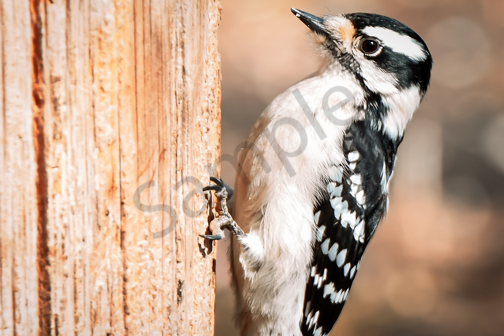 Walnut Woods 2 Photography Art | Photos By Regan