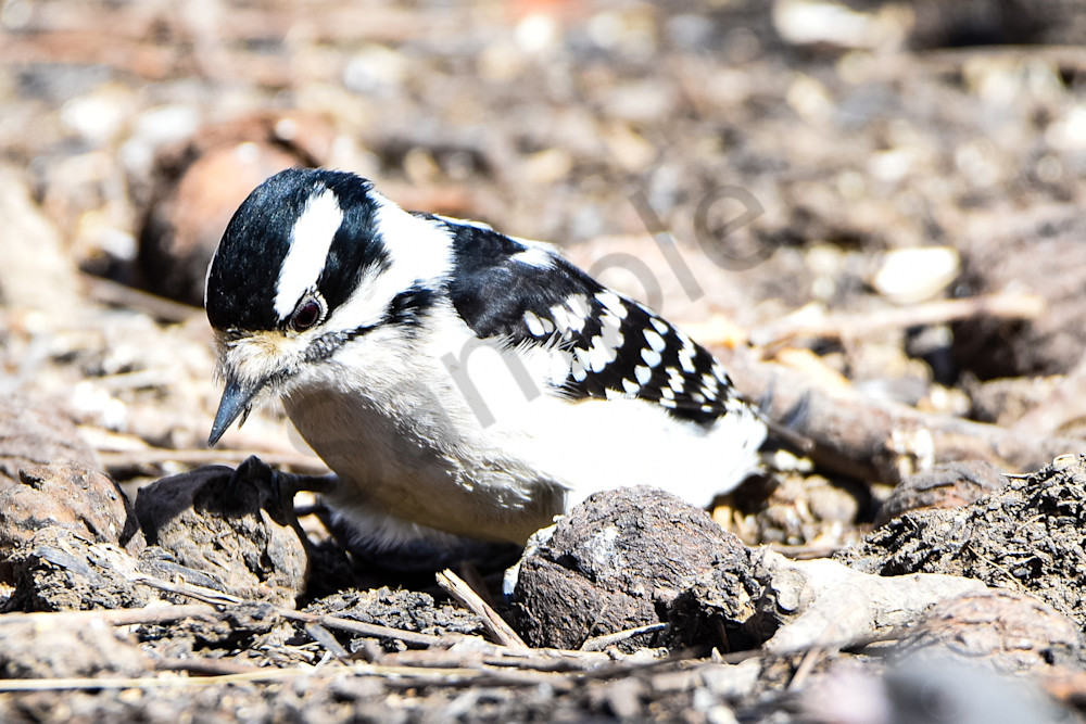 Walnut Woods 4 Photography Art | Photos By Regan