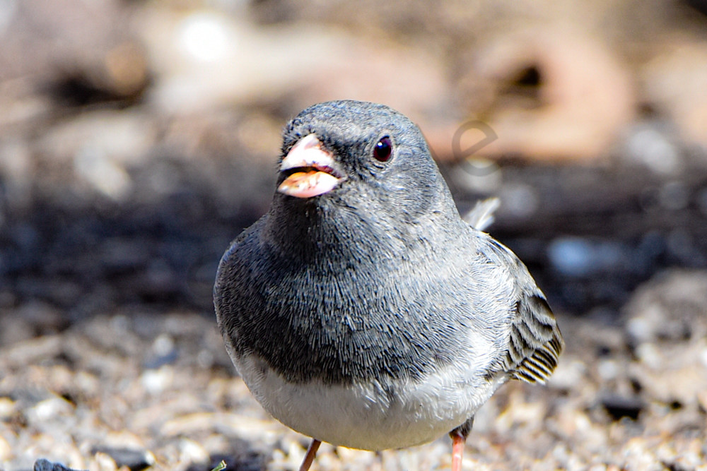 Walnut Woods 5 Photography Art | Photos By Regan