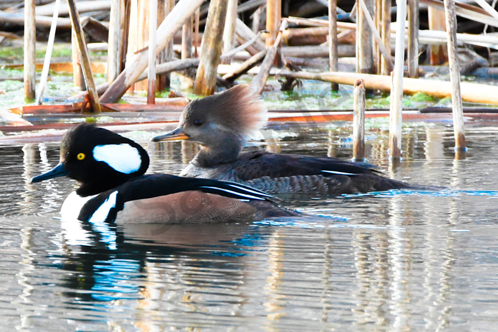 Waterfowl 7 Photography Art | Photos By Regan