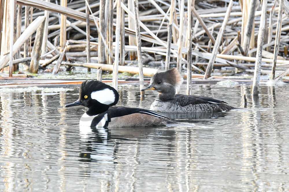 Waterfowl 8 Photography Art | Photos By Regan