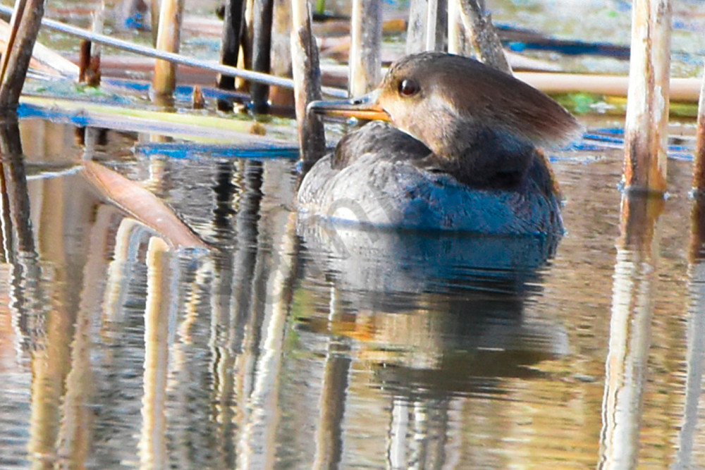 Waterfowl 19 Photography Art | Photos By Regan