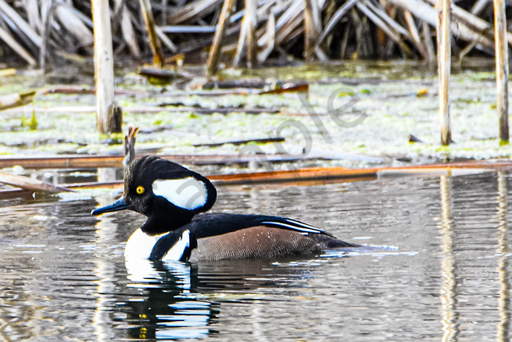 Waterfowl 5 Photography Art | Photos By Regan