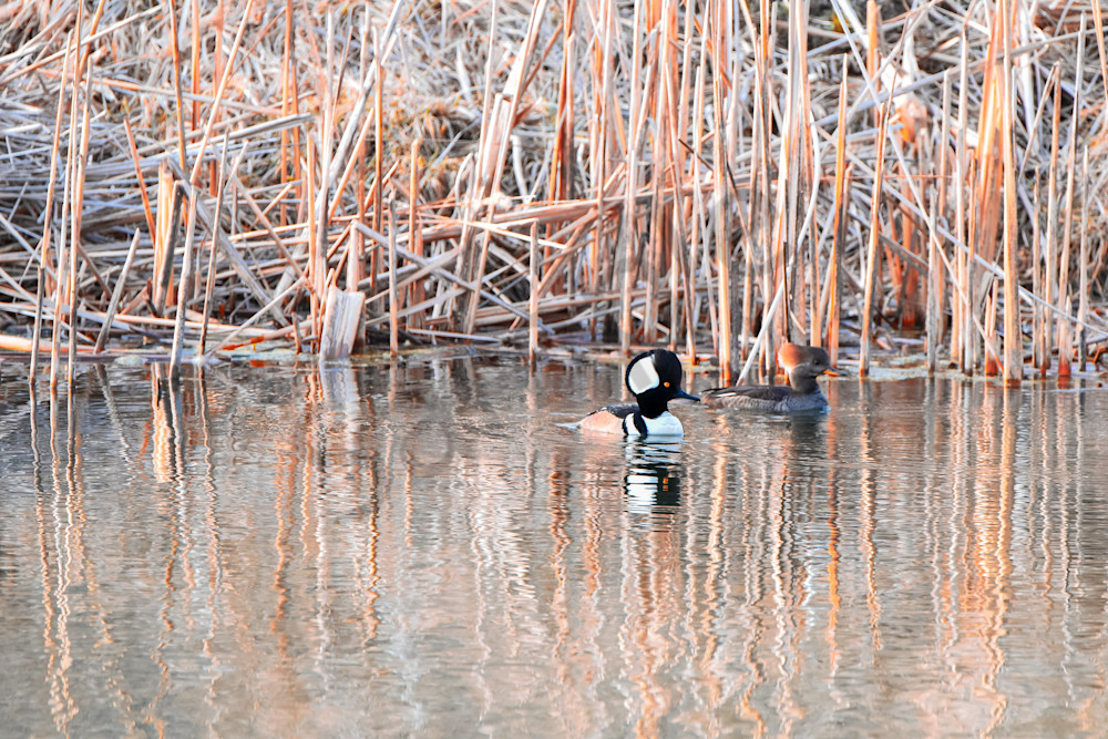 Waterfowl 16 Photography Art | Photos By Regan