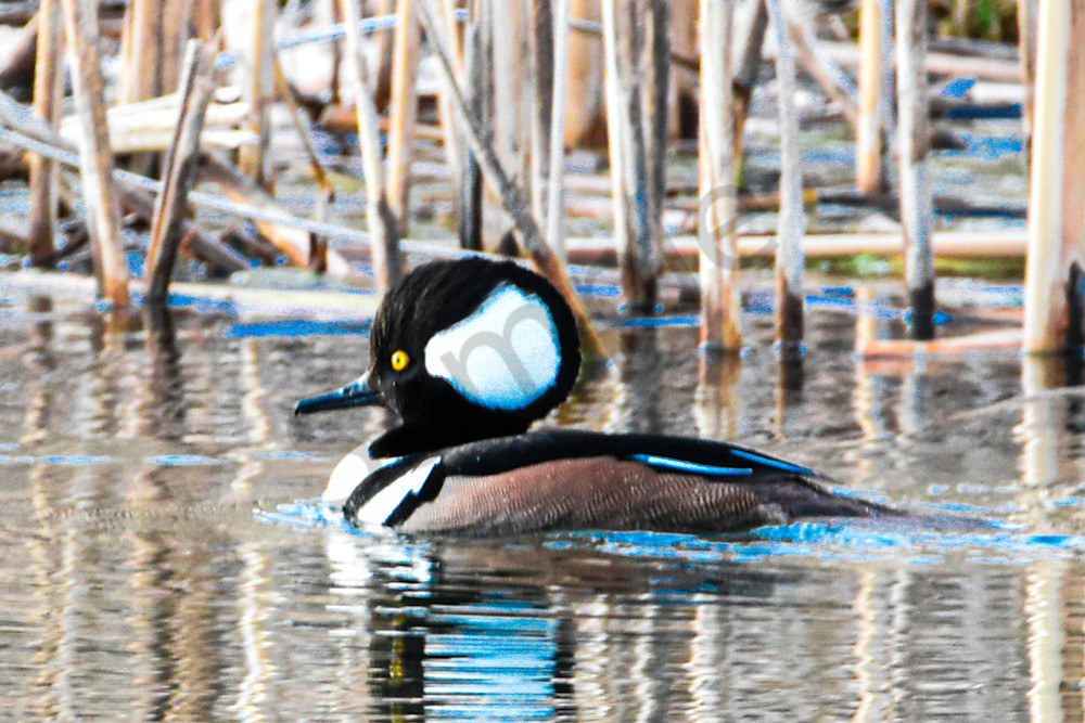 Waterfowl 18 Photography Art | Photos By Regan