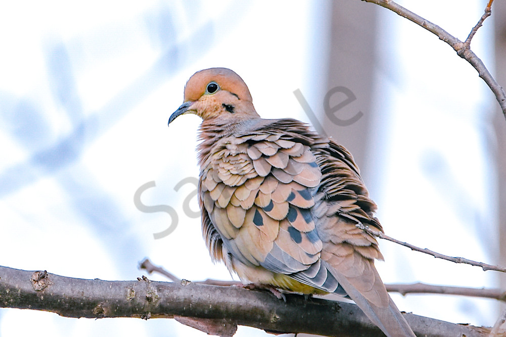 Waterfowl 27 Photography Art | Photos By Regan