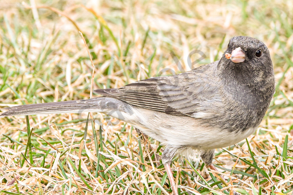 Waterfowl 29 Photography Art | Photos By Regan