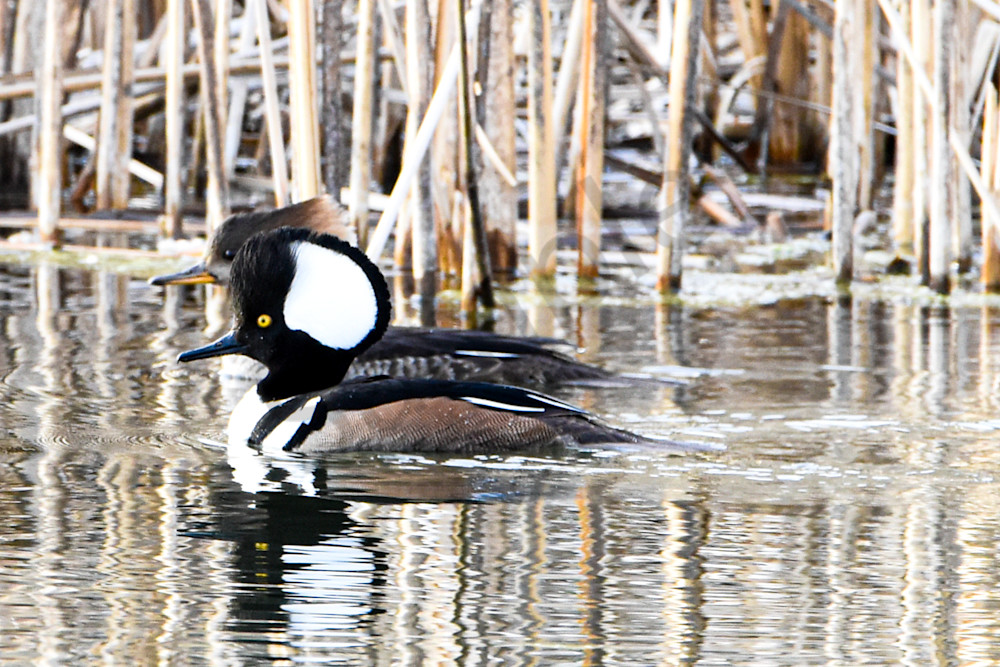 Waterfowl 17 Photography Art | Photos By Regan