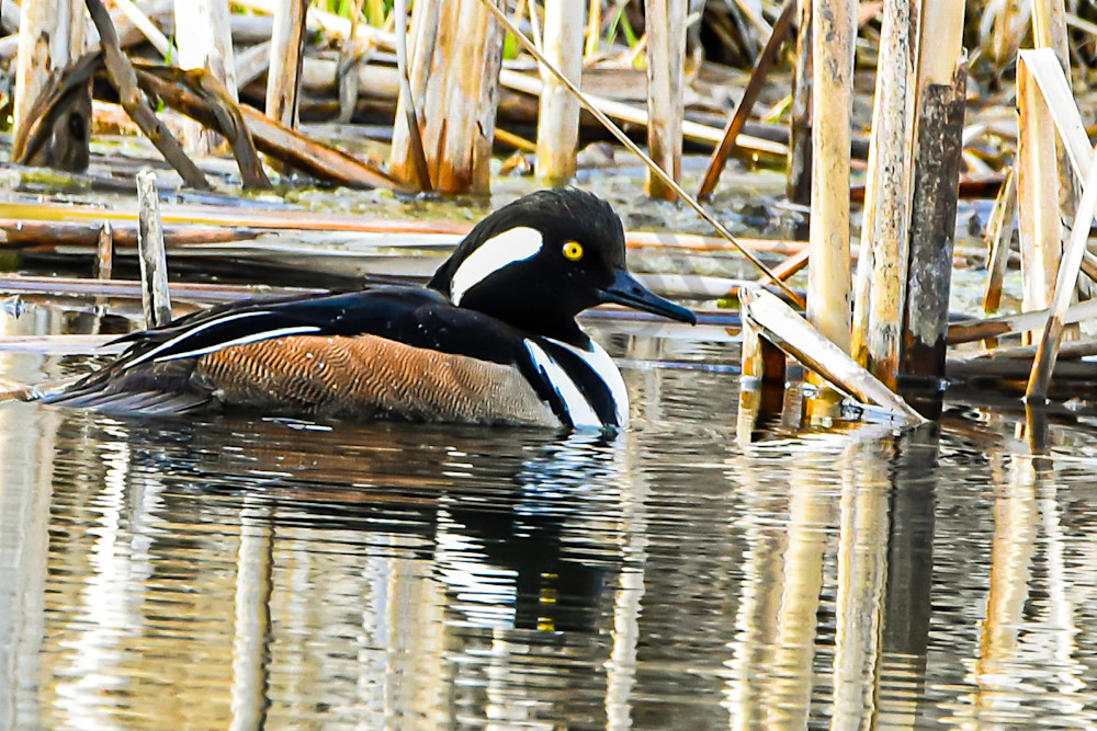 Waterfowl 20 Photography Art | Photos By Regan
