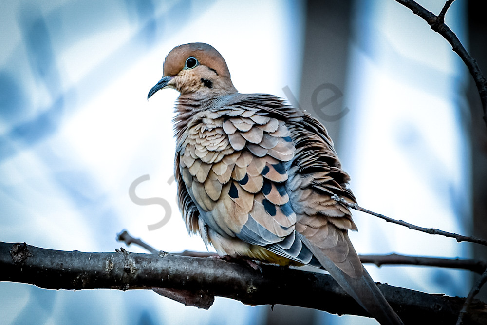 Waterfowl 28 Photography Art | Photos By Regan