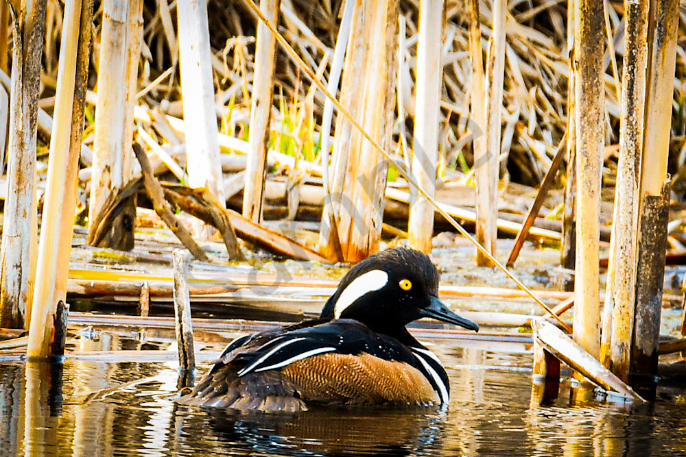 Waterfowl 21 Photography Art | Photos By Regan