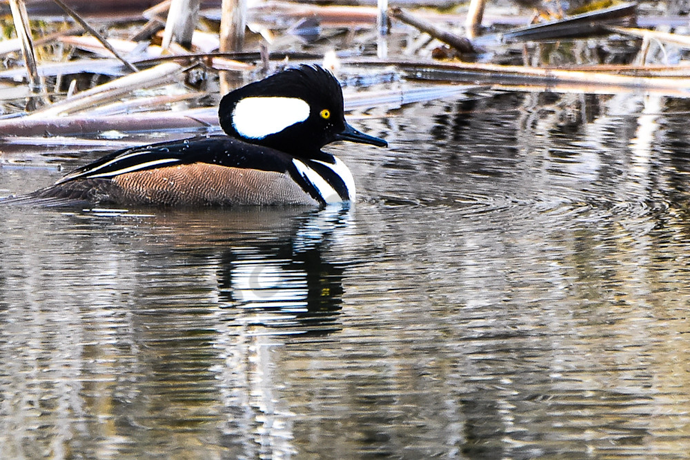Waterfowl 22 Photography Art | Photos By Regan