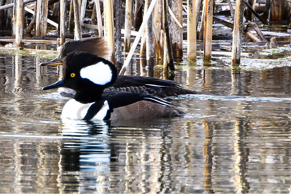 Waterfowl 12 Photography Art | Photos By Regan
