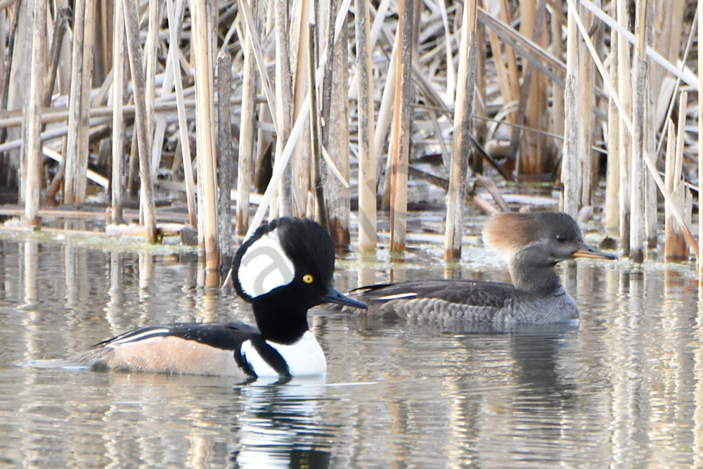 Waterfowl 14 Photography Art | Photos By Regan