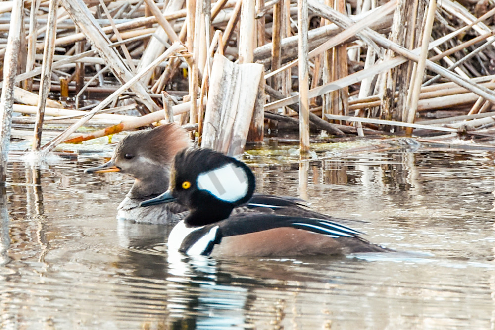 Waterfowl 11 Photography Art | Photos By Regan