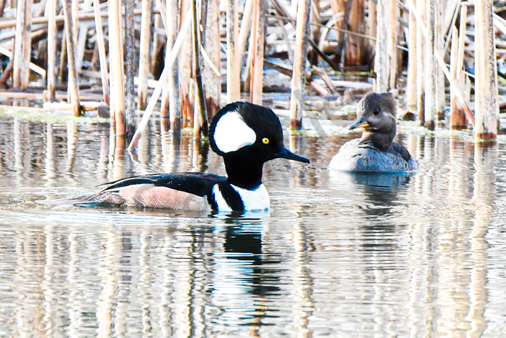 Waterfowl 13 Photography Art | Photos By Regan