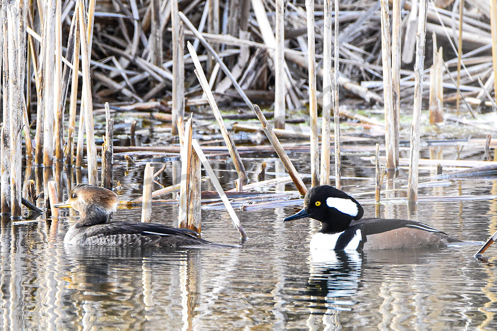 Waterfowl 2 Photography Art | Photos By Regan