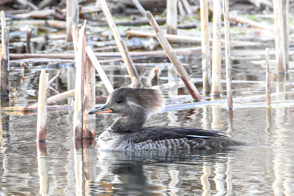 Waterfowl 3 Photography Art | Photos By Regan