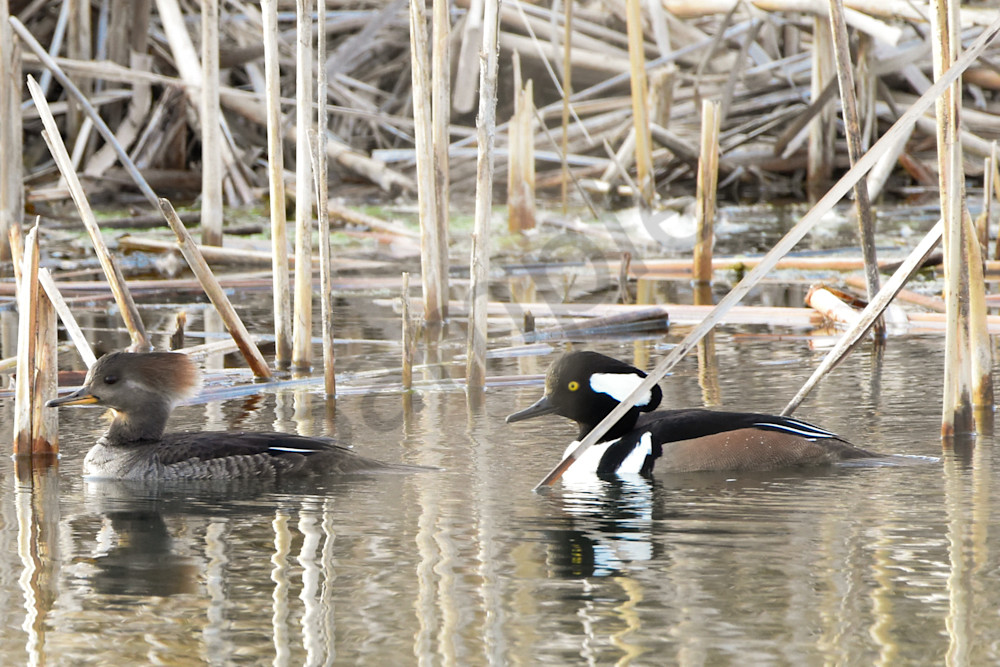 Waterfowl 4 Photography Art | Photos By Regan