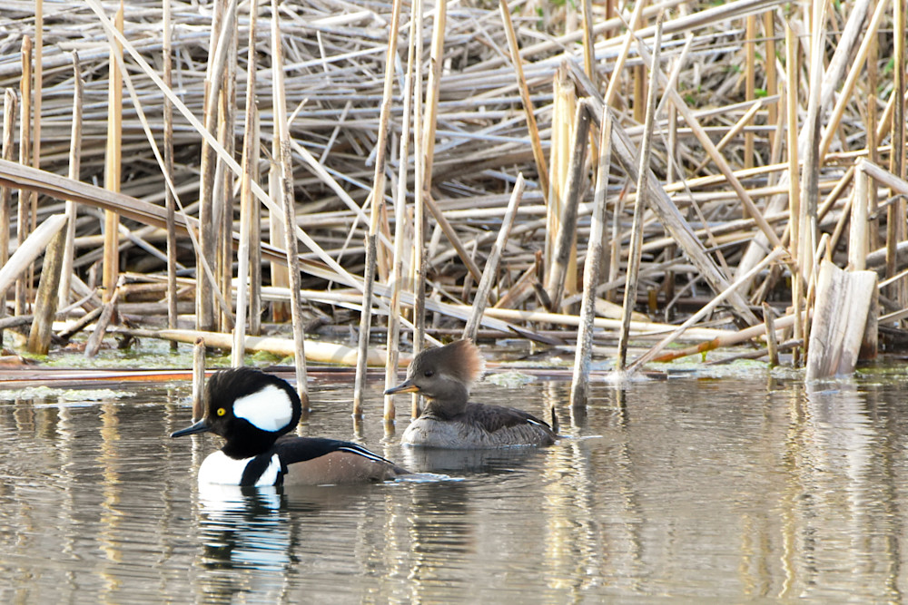 Waterfowl 10 Photography Art | Photos By Regan