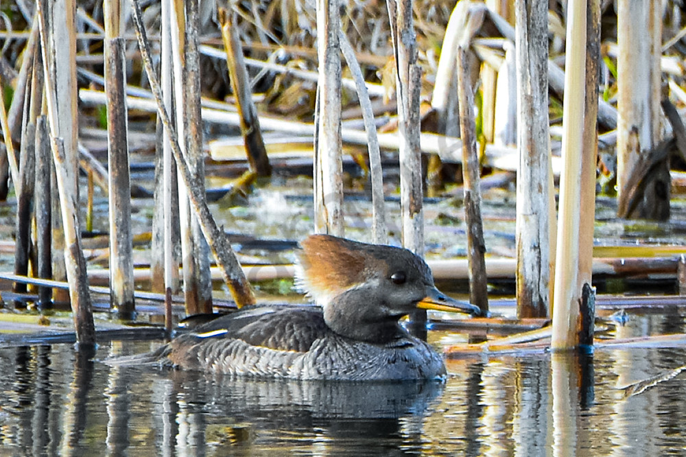 Waterfowl 23 Photography Art | Photos By Regan