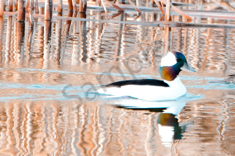 Waterfowl 24 Photography Art | Photos By Regan