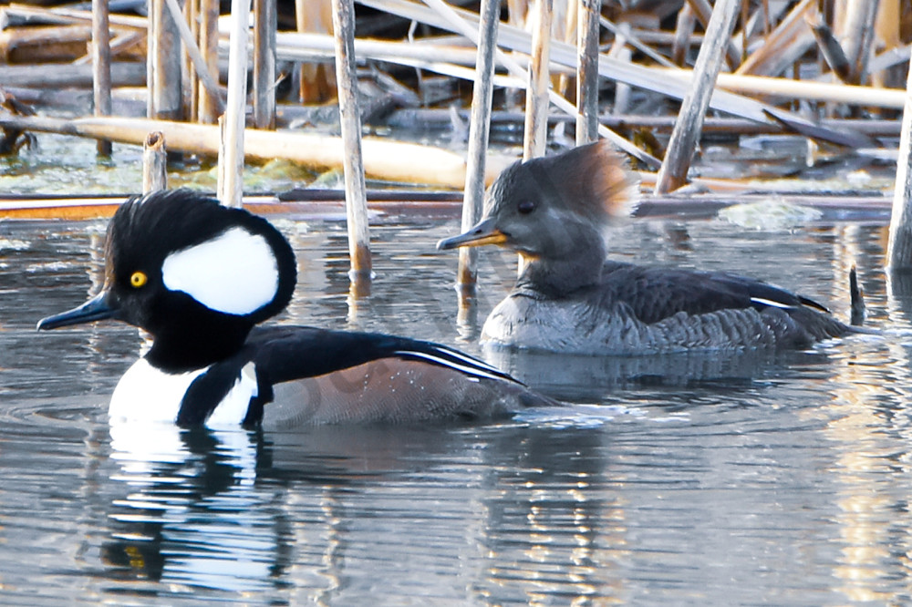 Waterfowl 9 Photography Art | Photos By Regan