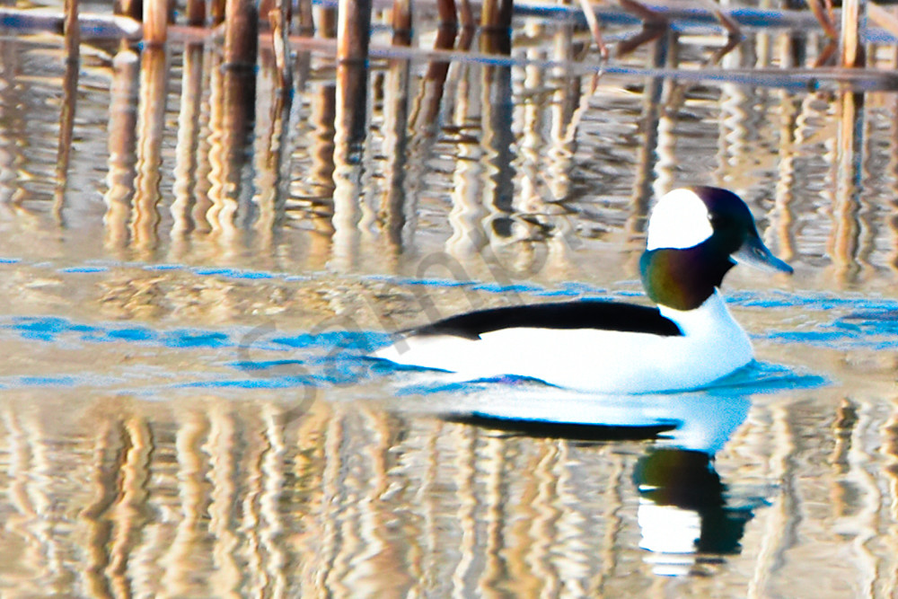 Waterfowl 25 Photography Art | Photos By Regan