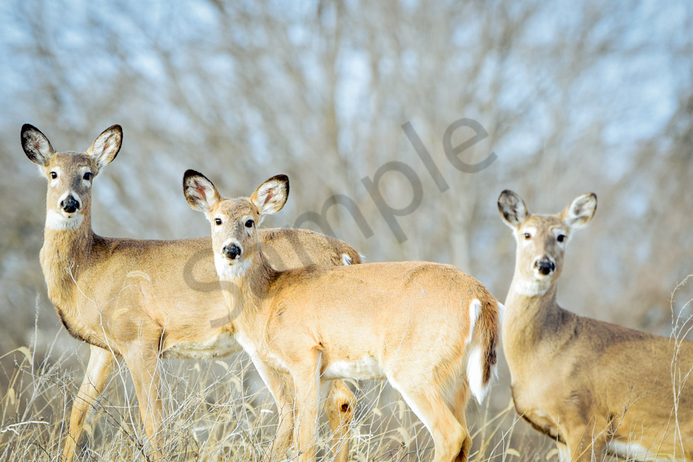Waterfowl 26 Photography Art | Photos By Regan