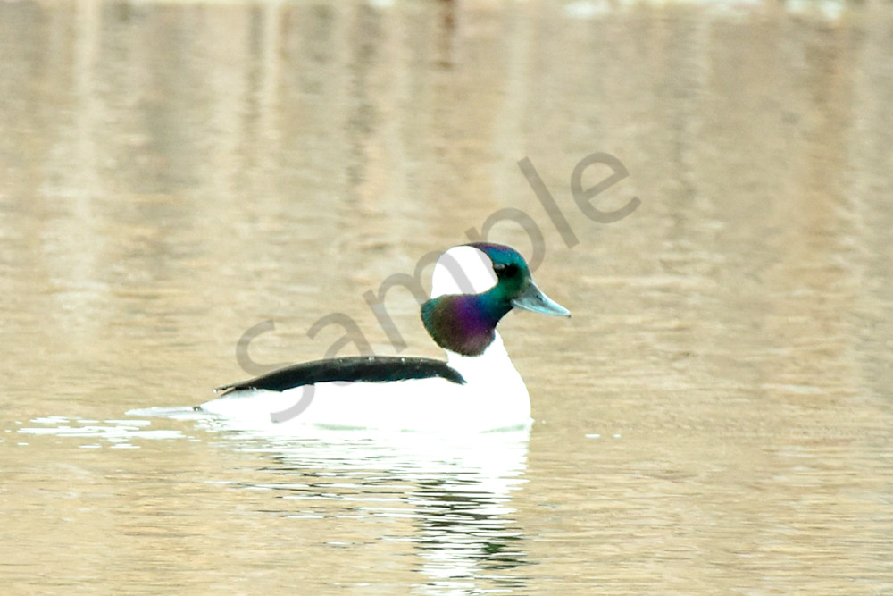 Waterfowl & Birds 1 Photography Art | Photos By Regan
