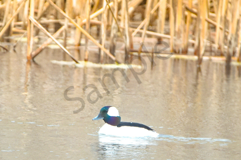 Waterfowl & Birds 2 Photography Art | Photos By Regan