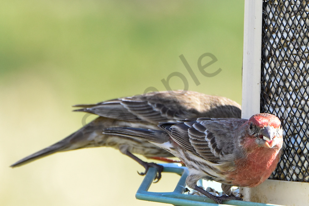 Waterfowl & Birds 8 Photography Art | Photos By Regan