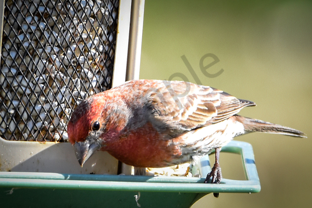 Waterfowl & Birds 9 Photography Art | Photos By Regan