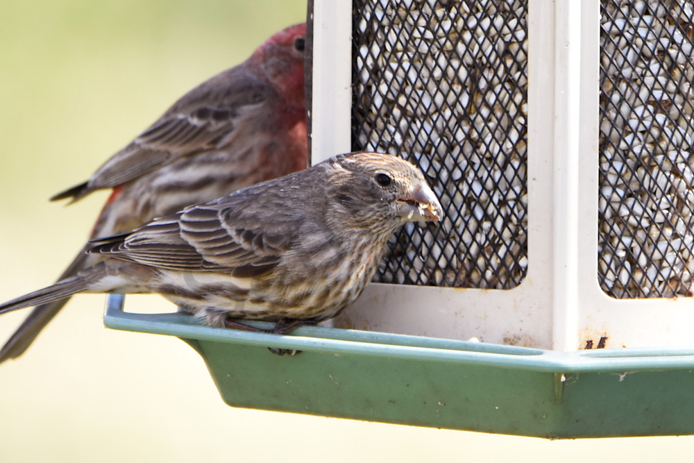 Waterfowl & Birds 3 Photography Art | Photos By Regan