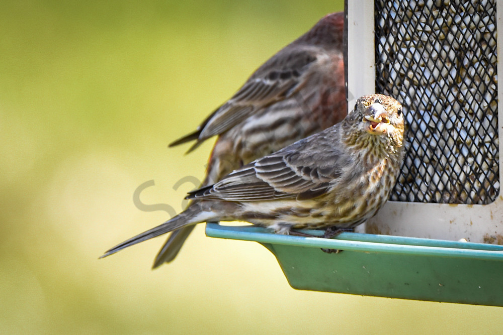 Waterfowl & Birds 4 Photography Art | Photos By Regan