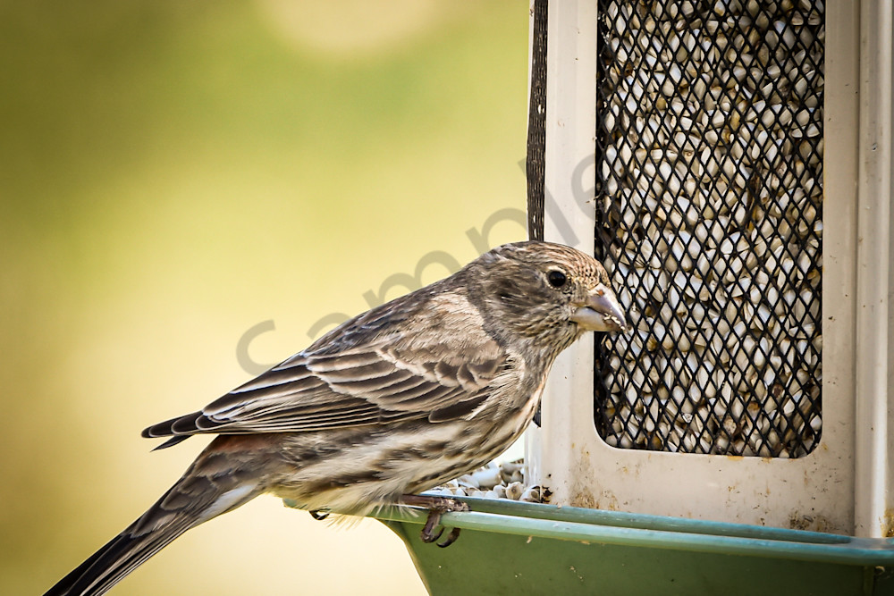 Waterfowl & Birds 5 Photography Art | Photos By Regan