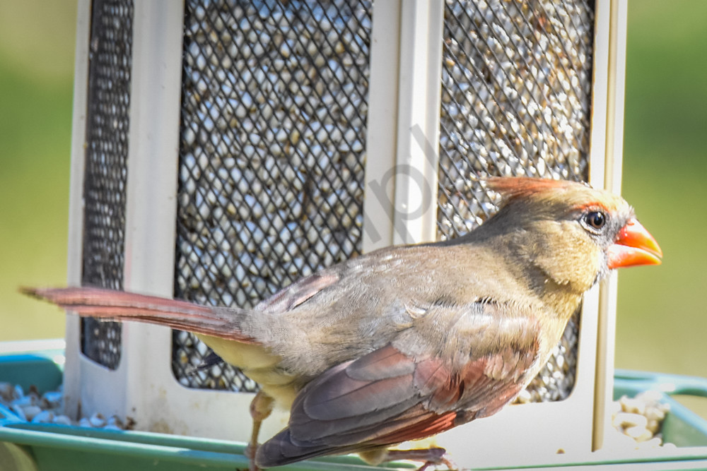 Waterfowl & Birds 6 Photography Art | Photos By Regan