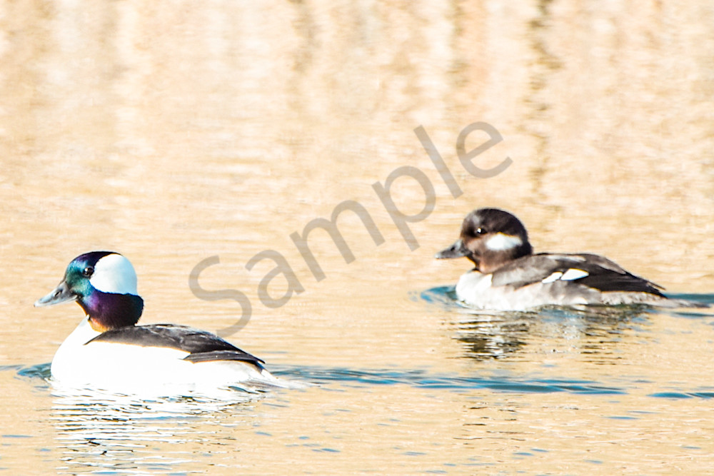 Waterfowl 2 2 Photography Art | Photos By Regan