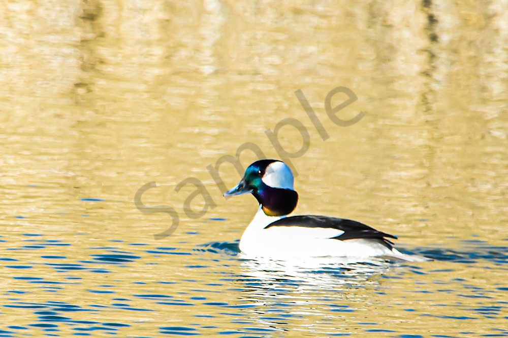 Waterfowl 3 2 Photography Art | Photos By Regan