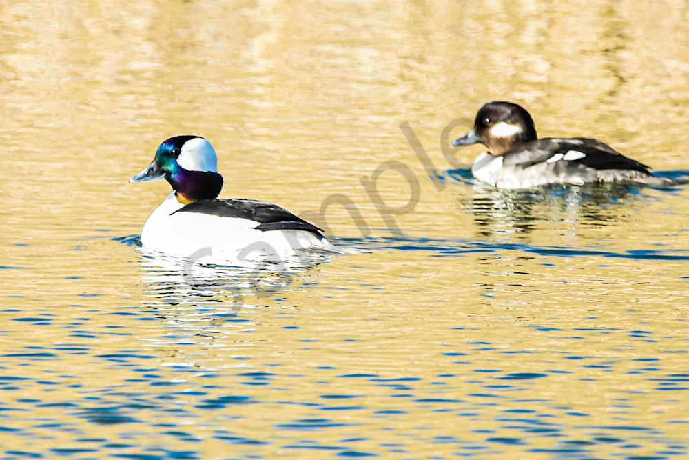 Waterfowl 1 2 Photography Art | Photos By Regan