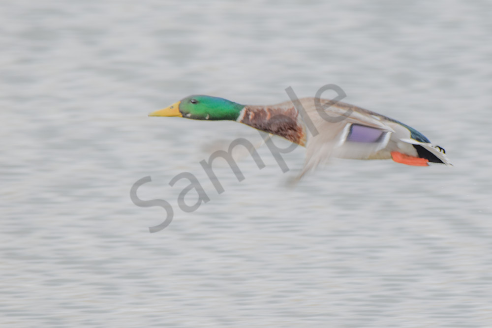 Boonville 1 Photography Art | Photos By Regan