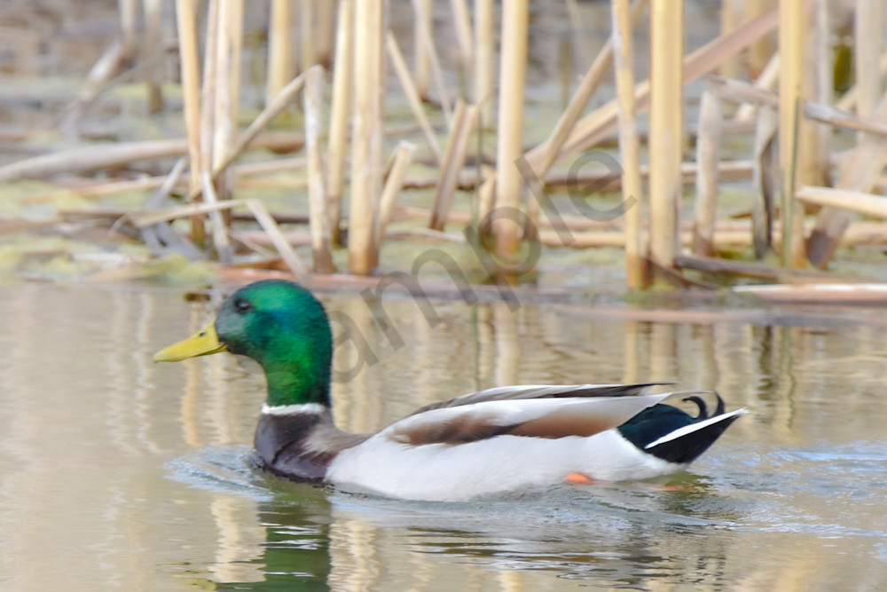 Boonville 10 Photography Art | Photos By Regan