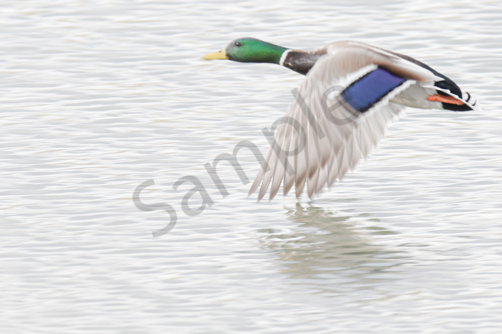 Boonville 5 Photography Art | Photos By Regan