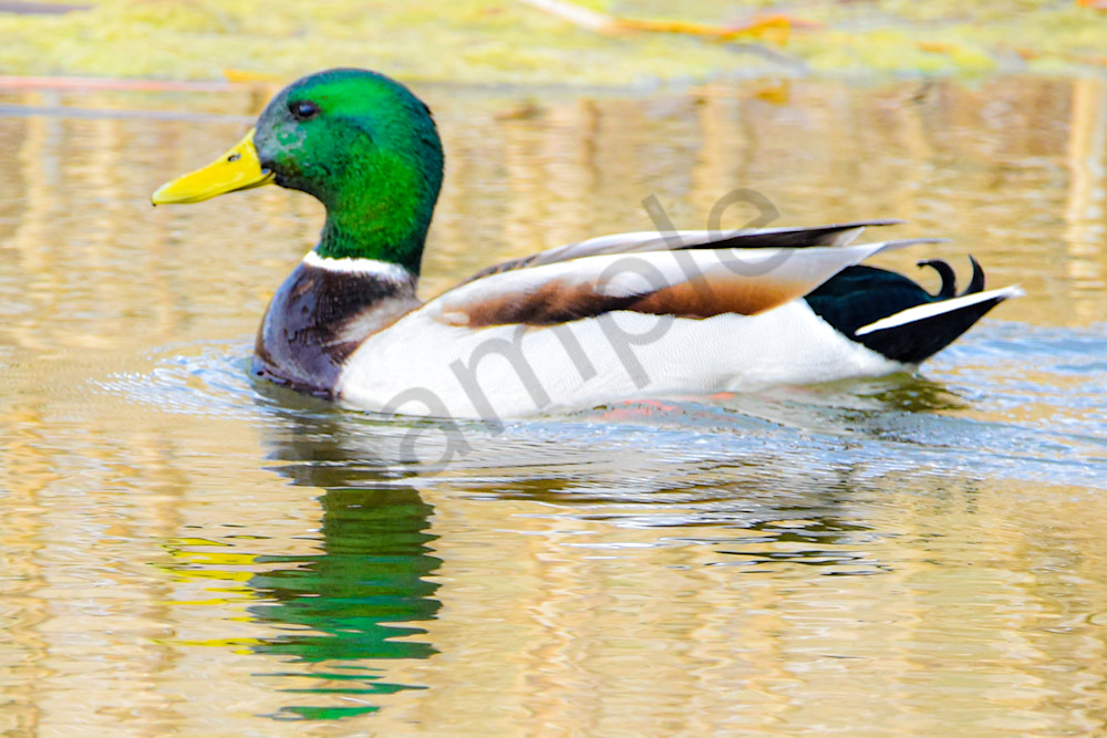 Boonville 8 Photography Art | Photos By Regan